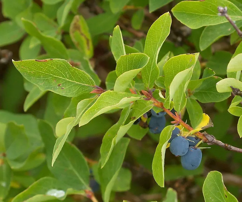 Blue Honeysuckle 20 Seeds Honeyberry Lonicera caerulea USA Company