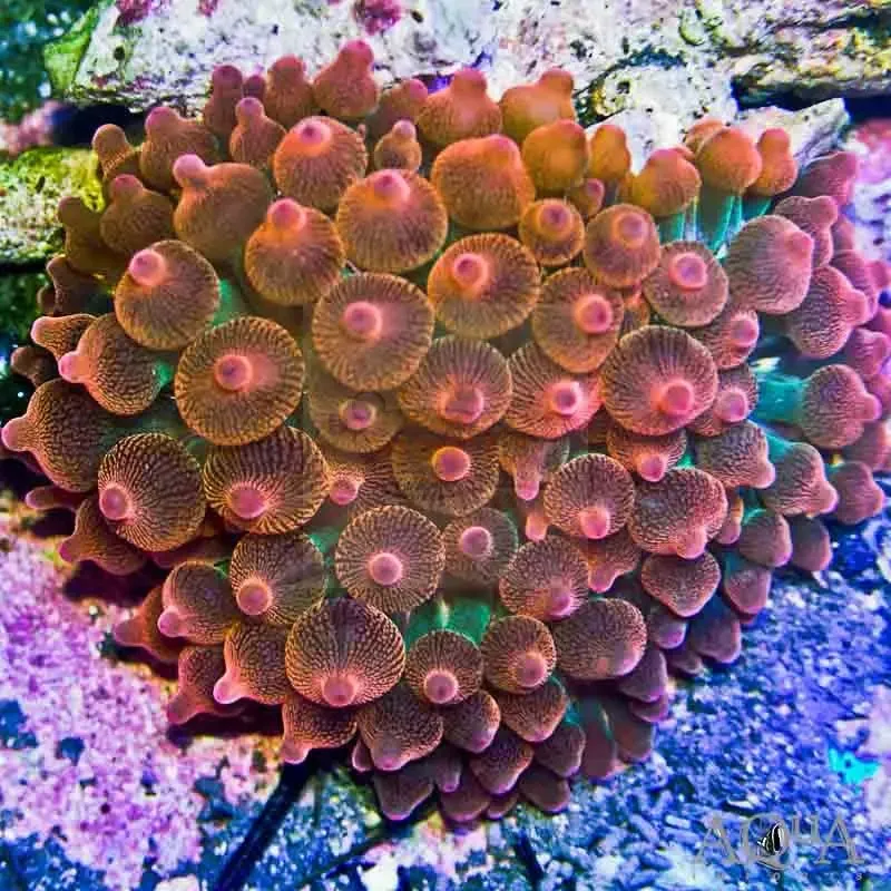 Bubble Anemone - Red (Entacmaea quadricolor)