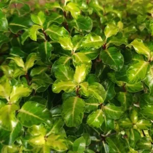 Pittosporum tenuifolium 'Gold Star'