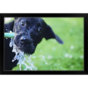 "A black Labrador mix puppy dog drinks from a water hose" Black Framed Print