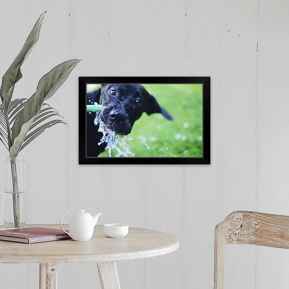 "A black Labrador mix puppy dog drinks from a water hose" Black Framed Print