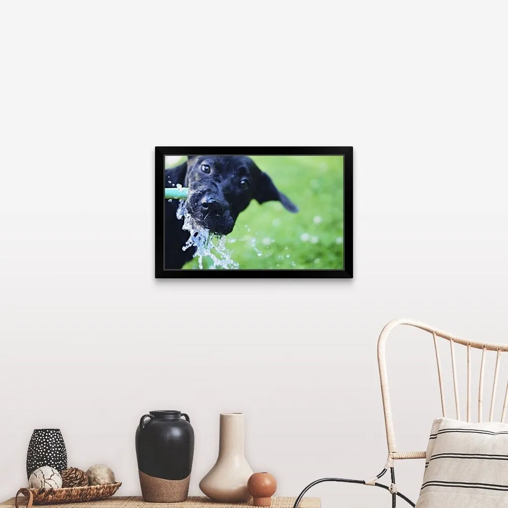 "A black Labrador mix puppy dog drinks from a water hose" Black Framed Print