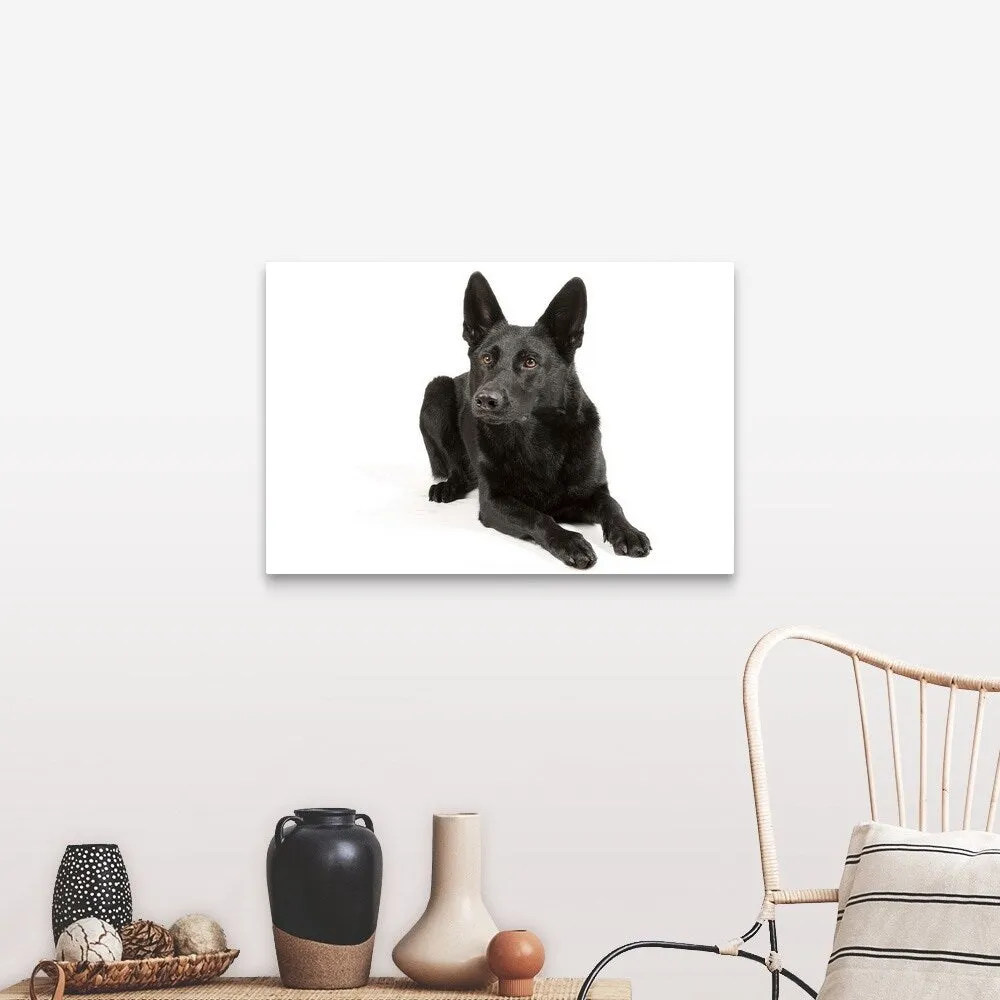 "Black German Shepherd laying down" Canvas Wall Art